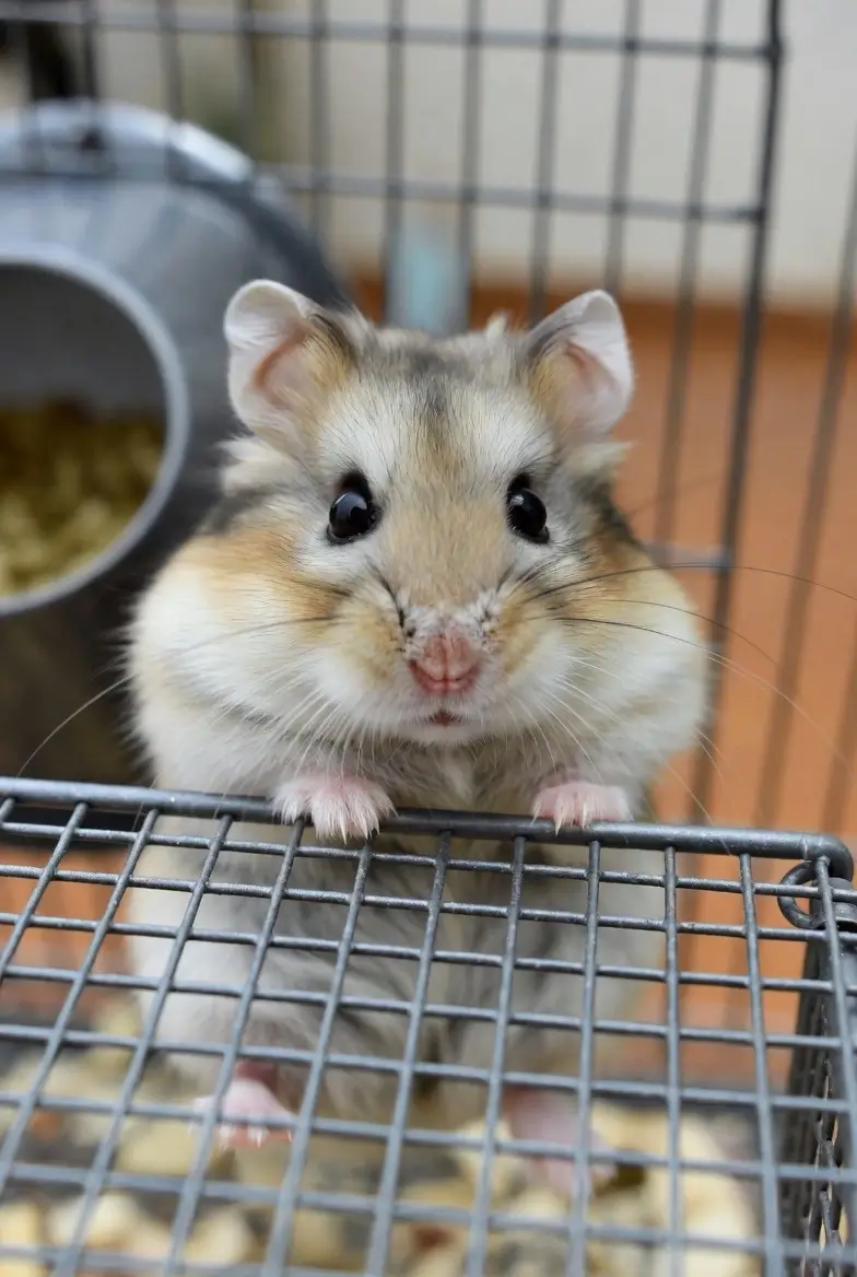 Hamster bakım rehberi: İdeal kafes seçimi, sağlıklı beslenme ve egzersiz rutinleri - PetAnla